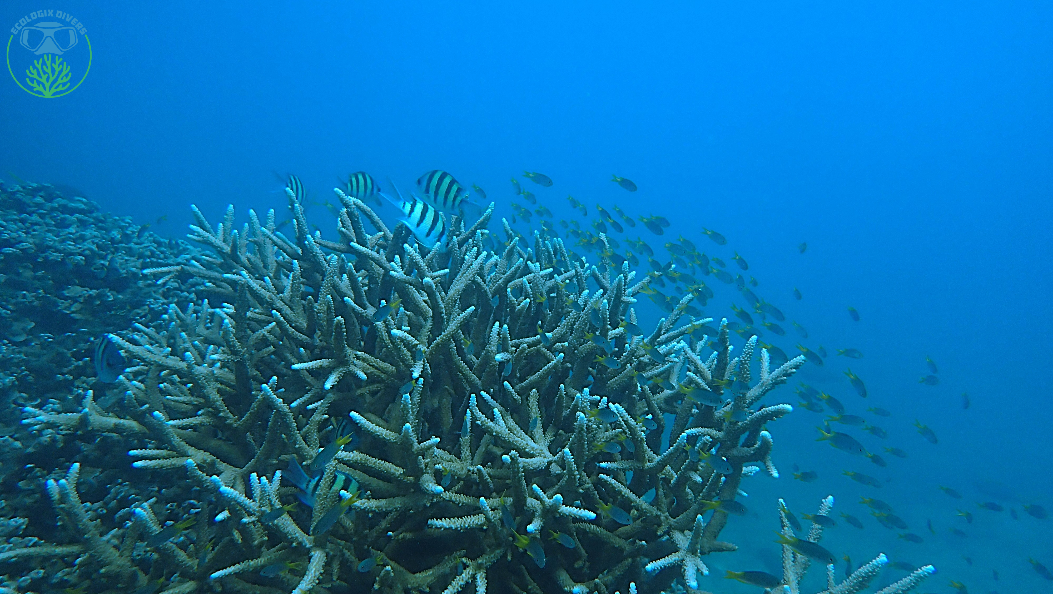 Colourful coral formations