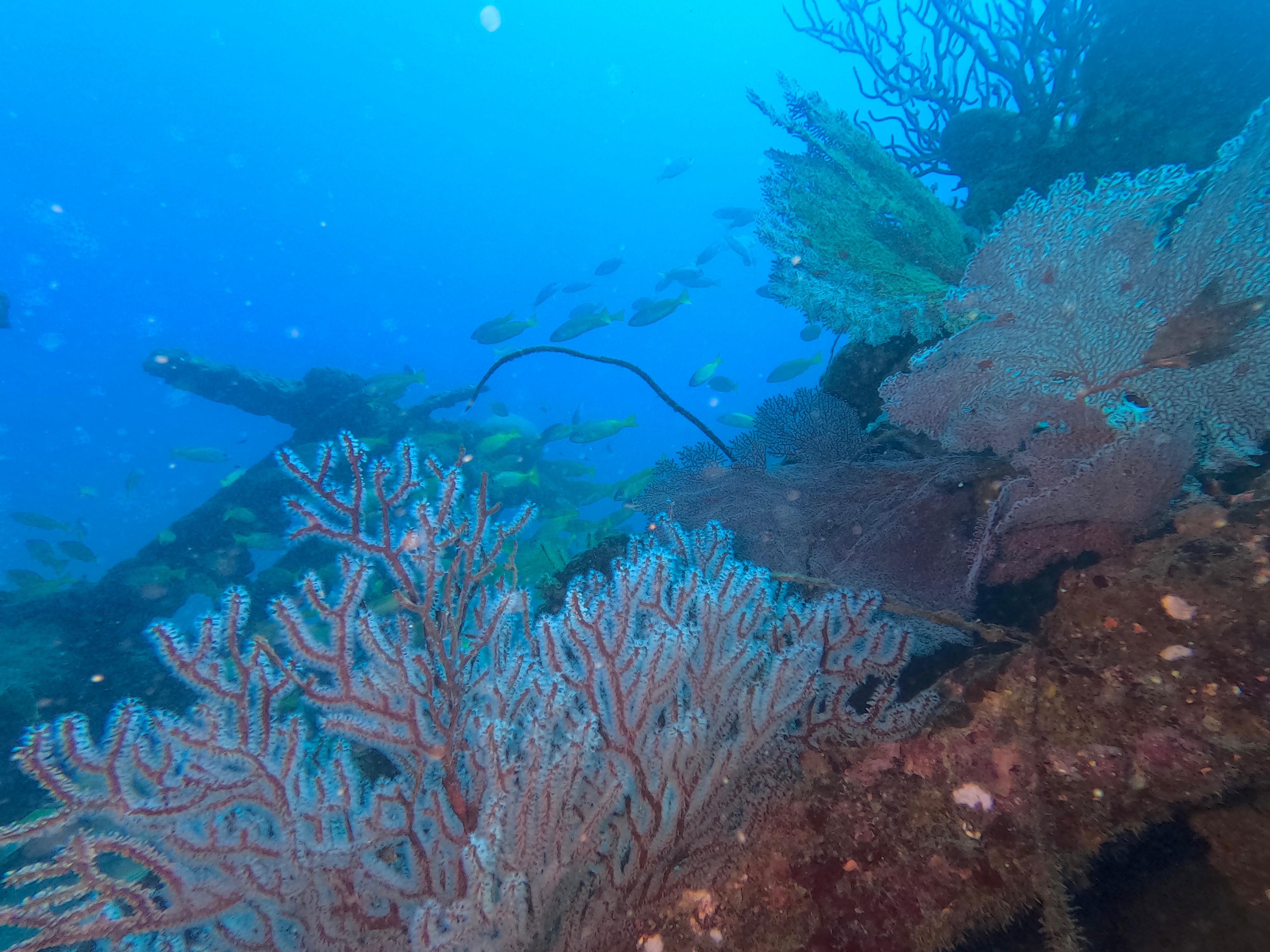 Diverse coral reef ecosystem